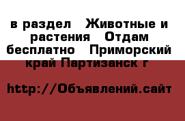  в раздел : Животные и растения » Отдам бесплатно . Приморский край,Партизанск г.